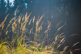 Straws Grass Background