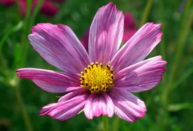 Nature Flower Kosmea