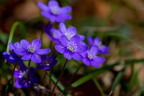Flower Hepatica Nature