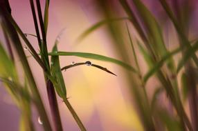 Bamboo Drip Raindrop