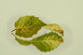 Sheet Autumn Leaf Fall