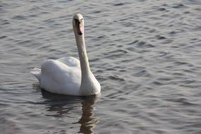 Flowers Belarus Nature