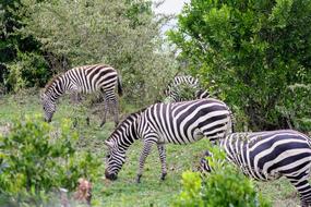 Zebra Grazing Nature