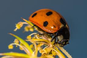 Ladybug Flower Insect