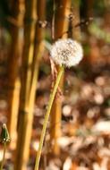 Dandelion Bamboo Plant