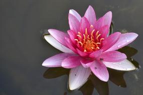 Flower Plant Lotus