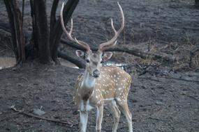 Nature Animal Deer Baby