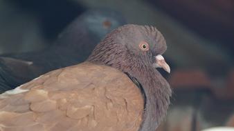 Nature Wildlife Bird