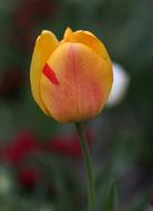Tulip Yellow Petals