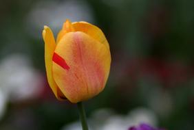 Tulip Yellow Petals