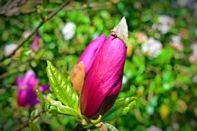 Tulip Tree Blossom Bloom