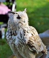 A fluffy owl in the sunlight