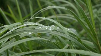 Drops Rain Plant