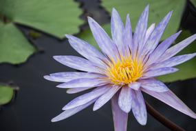 Flowers Lotus Purple