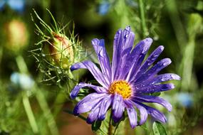 Autumn Aster Rain