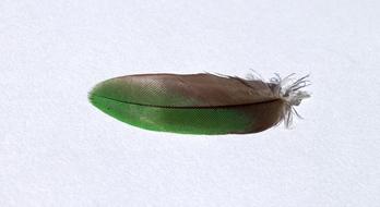 Bird Feather Green Nature Rainbow