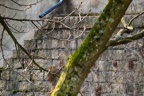 Tree Nature Wood Brick