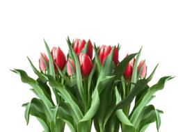 Spring Tulips Red