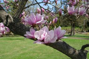 Tree Magnolia Tulip