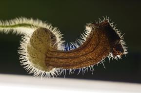 Nature Close Up Plant