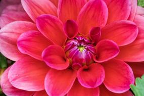 Flower Nature Garden