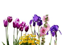 Iris Tulips Flowers