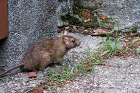 Rodents Nature Mammal