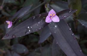 Flower Nature Outdoors