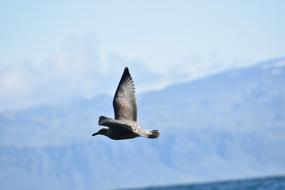 Skua Birds In Flight
