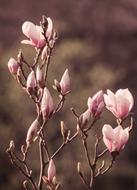 Flower Magnolia Pink