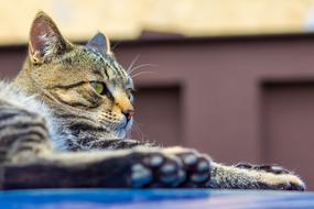 Nature Animal Outdoors