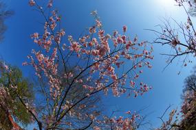 Japanese Cherry Trees Blossom Tree