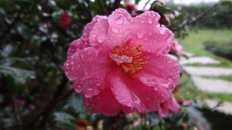Camellia Japonica Plant