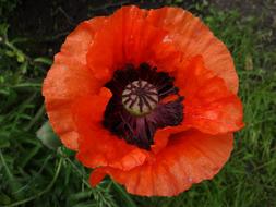 Poppy Flower