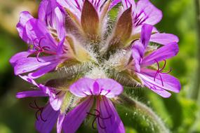Geranium Rose Scented Flower