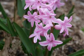 Hyacinth Nature Flower