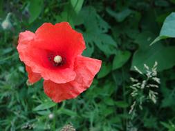 Poppy Flower Meadow
