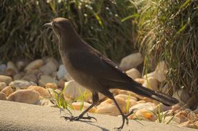Nature Wildlife Bird
