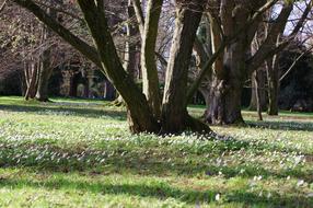 Tree Nature Landscape