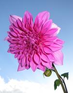 Dahlia Blossom Bloom