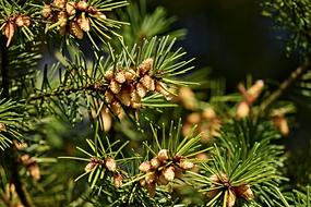 Pine Tap Cones