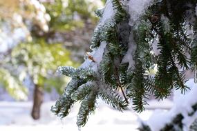 Tree Winter Fir