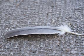 Nature Feather Background