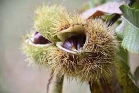 Autumn Maroni Sweet Chestnuts