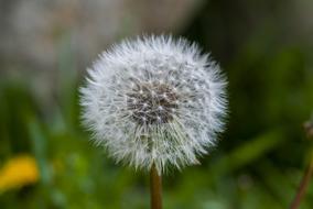 Dandelion Foreground Plant