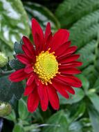 Red Flower Stamens Petals