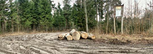 Nature Tree No One At The Court