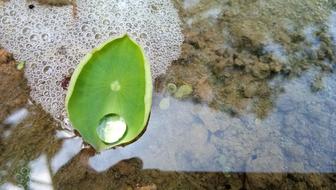 Desktop Nature Flora