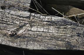 Old Log Wood