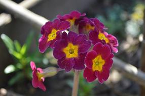 Flower Nature Garden